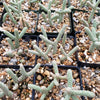 Cylindropuntia ramosissima