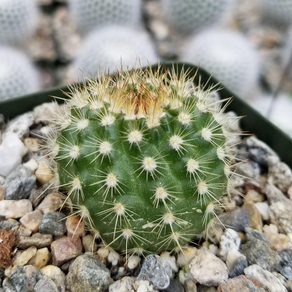Notocactus werdermannianus