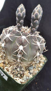 Gymnocalycium piricarpum