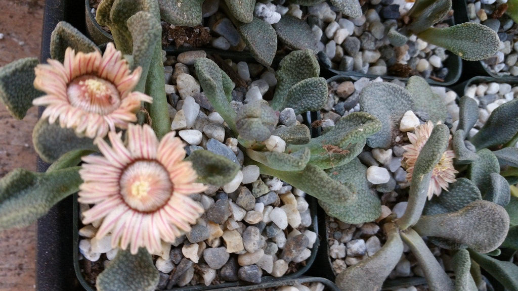 Titanopsis fulleri