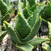 Aloe Distans