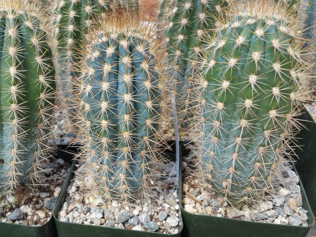 Pilosocereus calcisaxicolus