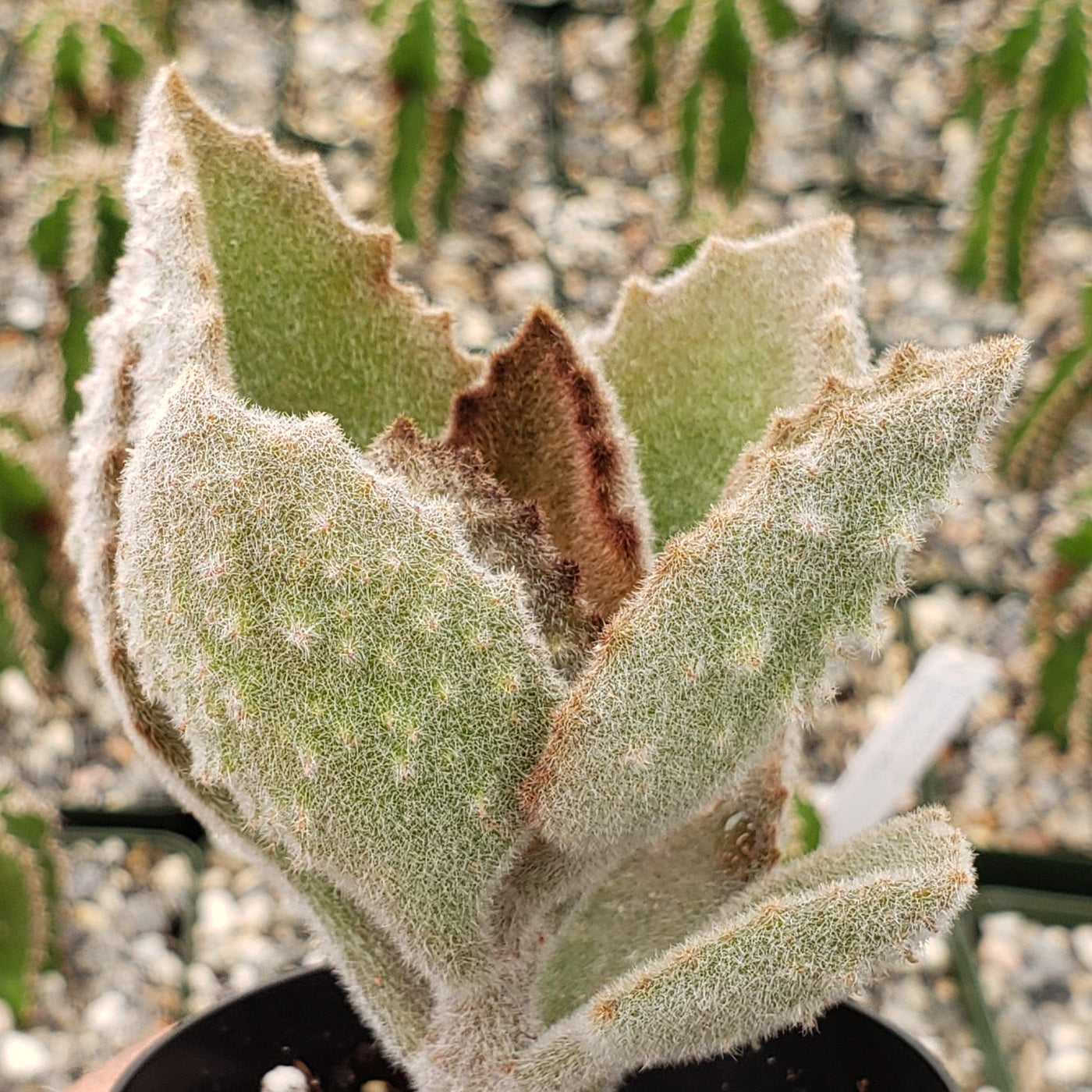 fang succulent care Felt Plant