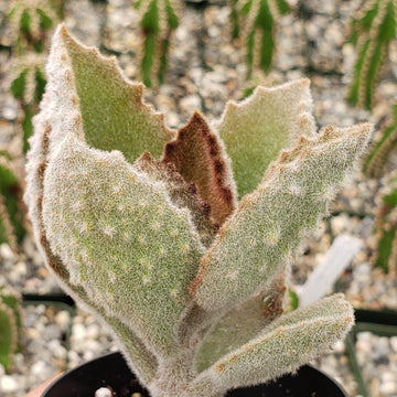 kalanchoe fang succulent Felt Plant