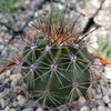 Saguaro Cactus &