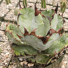 Agave titanota black and blue