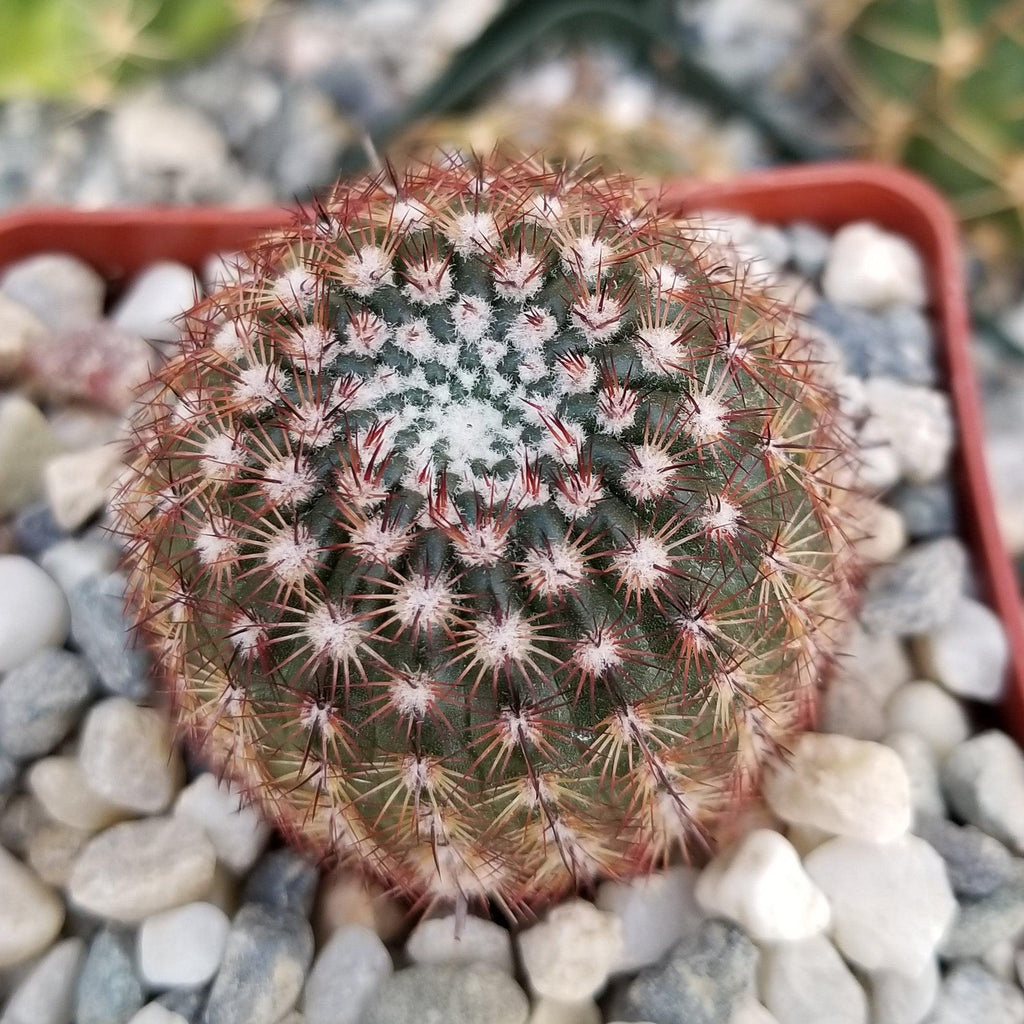 Notocactus rutilans