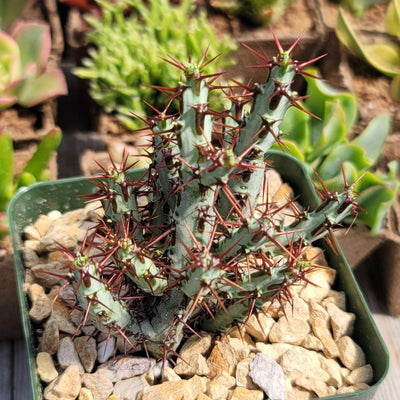 Euphorbia Aeruginosa