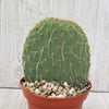 Opuntia pilifera