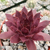 Sempervivum rojo red Hens and Chicks