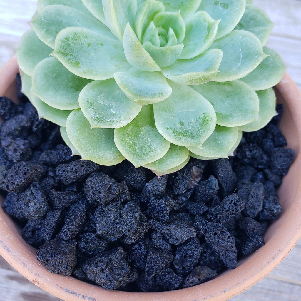 Black Volcanic lava Rock Cactus and Succulent Top Soil Dressing