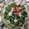 Echinofossulocactus Hookerii