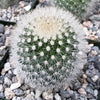 Mammillaria Pilcayensis