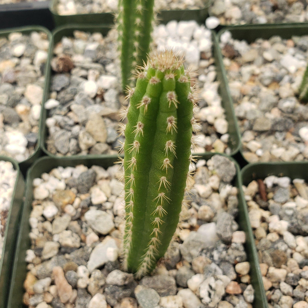 Yungasocereus inquisivensis