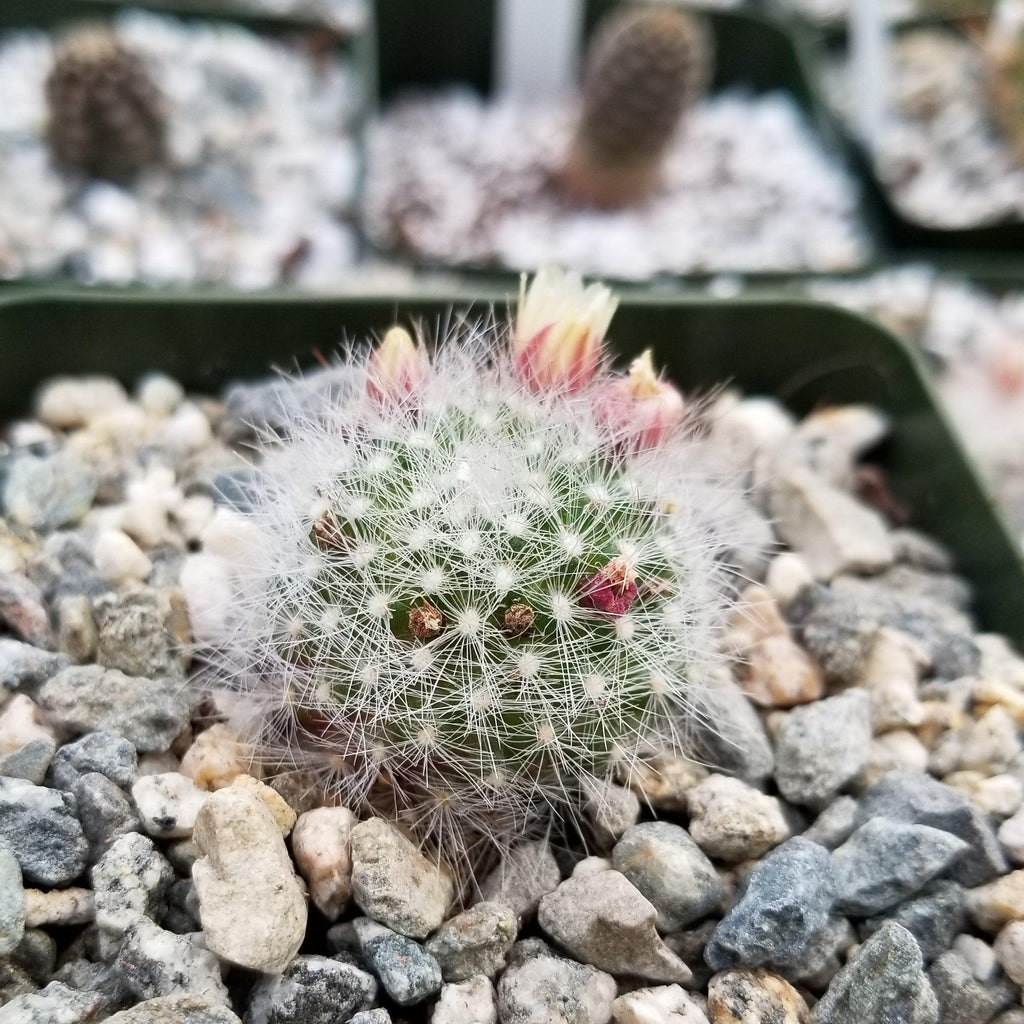 Mammillaria Schwarzii