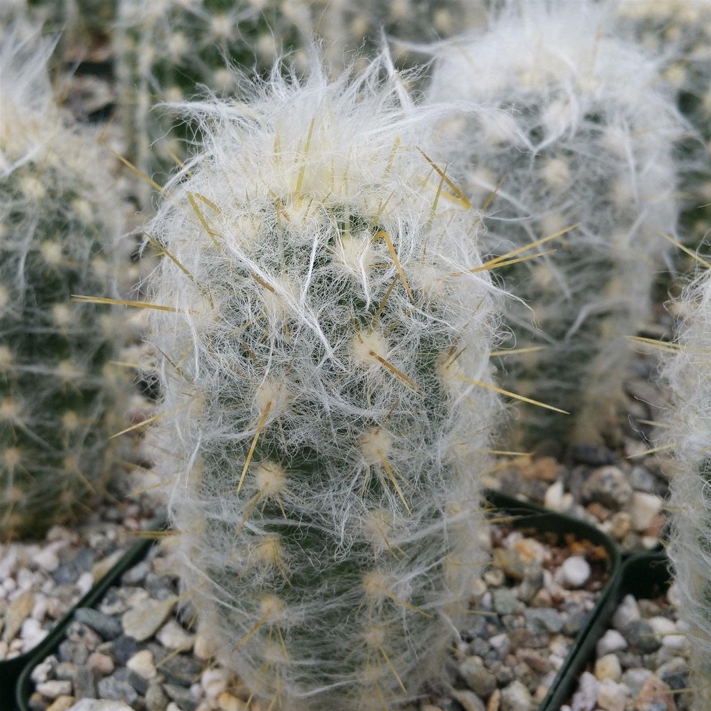 Oreocereus hendricksenianus