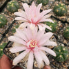 Gymnocalycium buenekeri