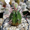 Euphorbia ferox