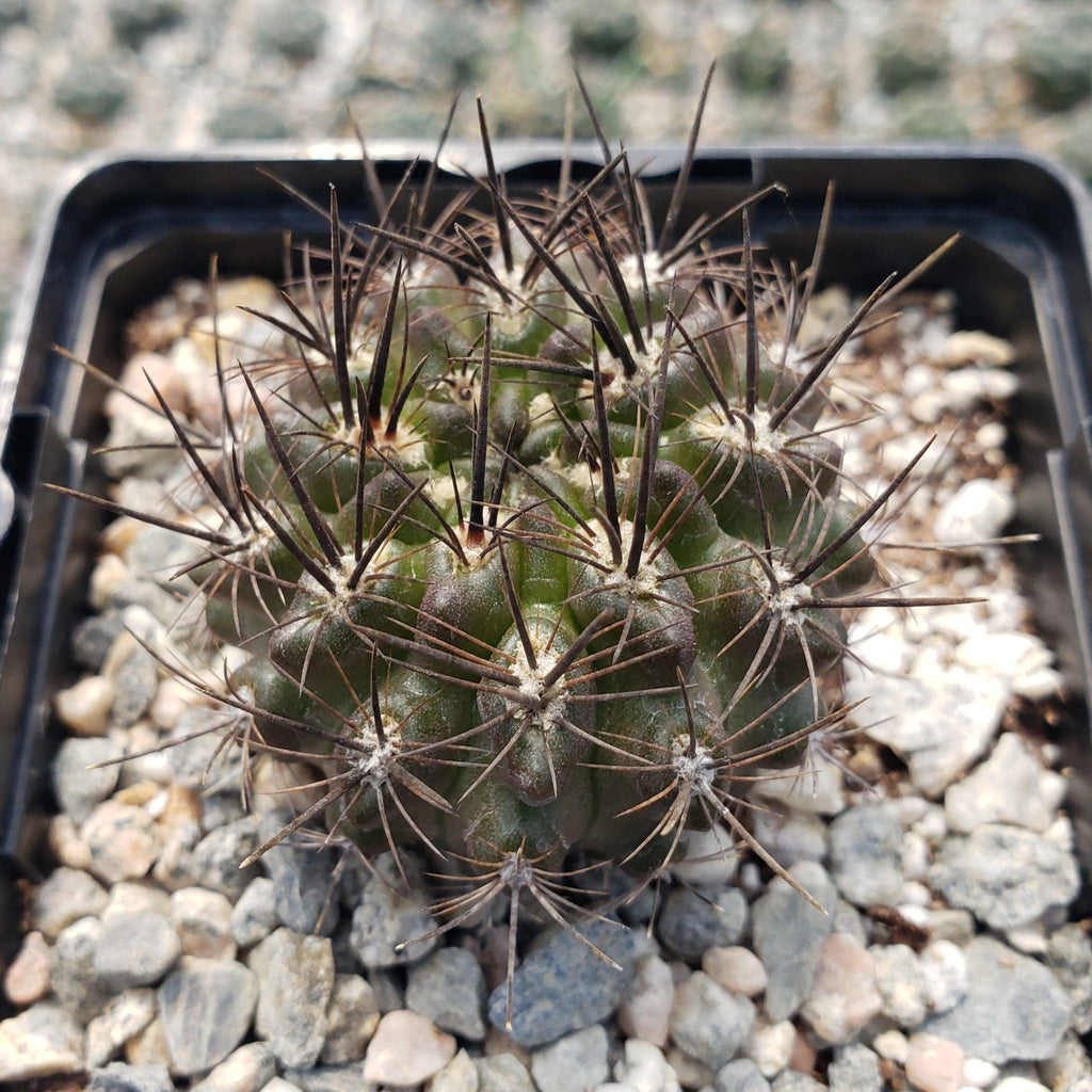 Neoporteria Violaciflora