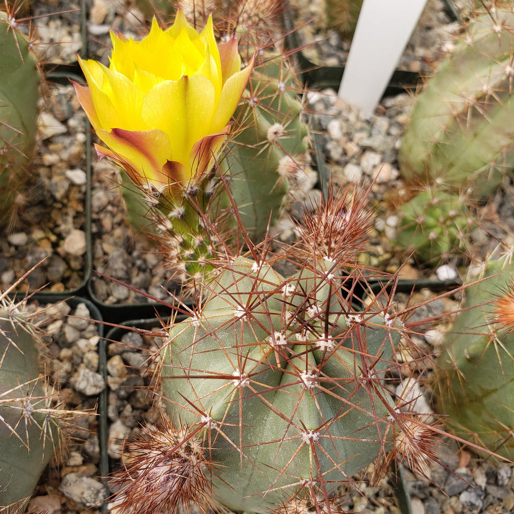 Echinocereus subinermis v. luteus
