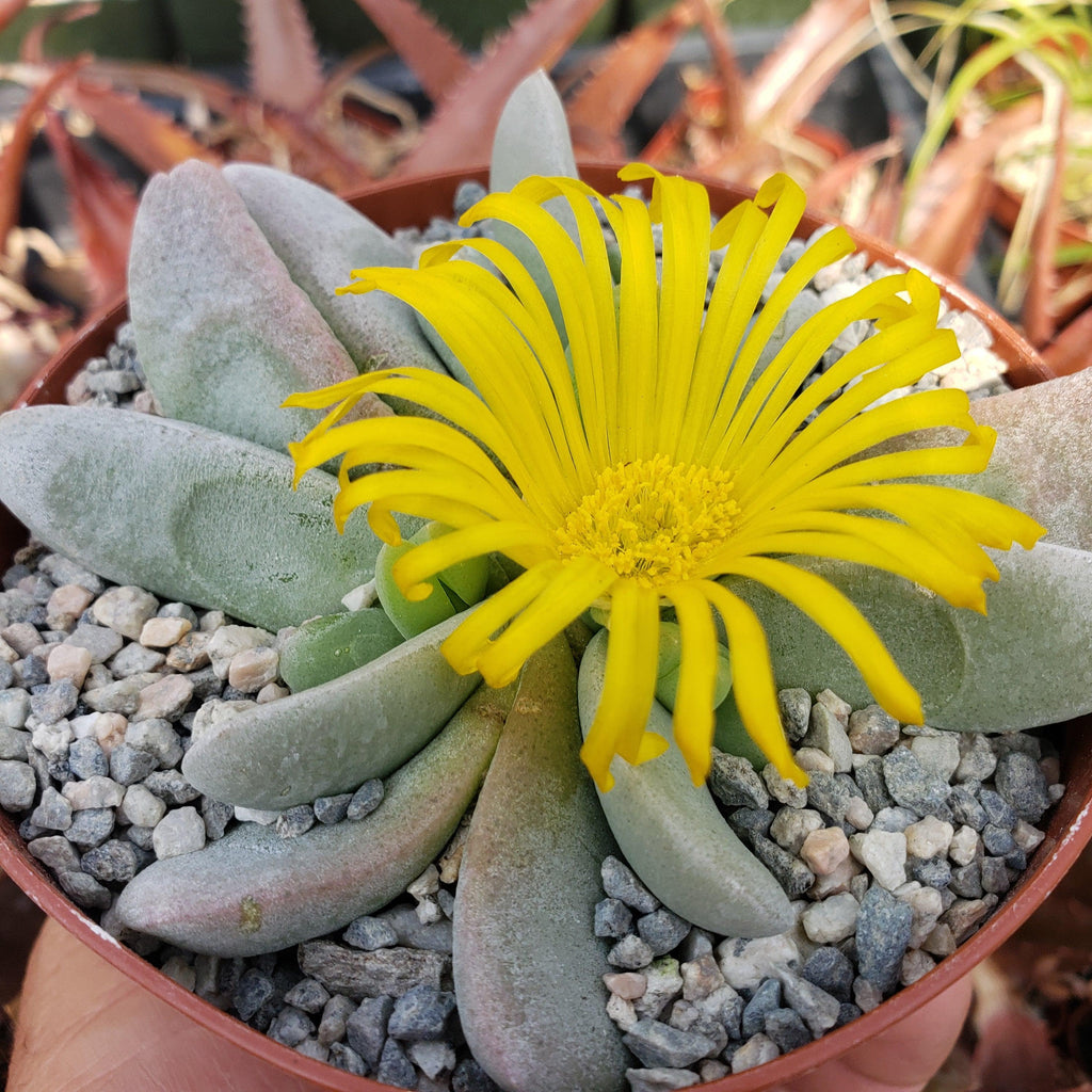 Glottiphyllum oligocarpum