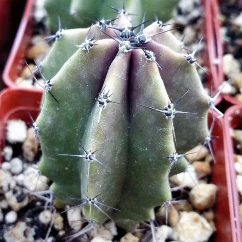 Lophosereus shotitz