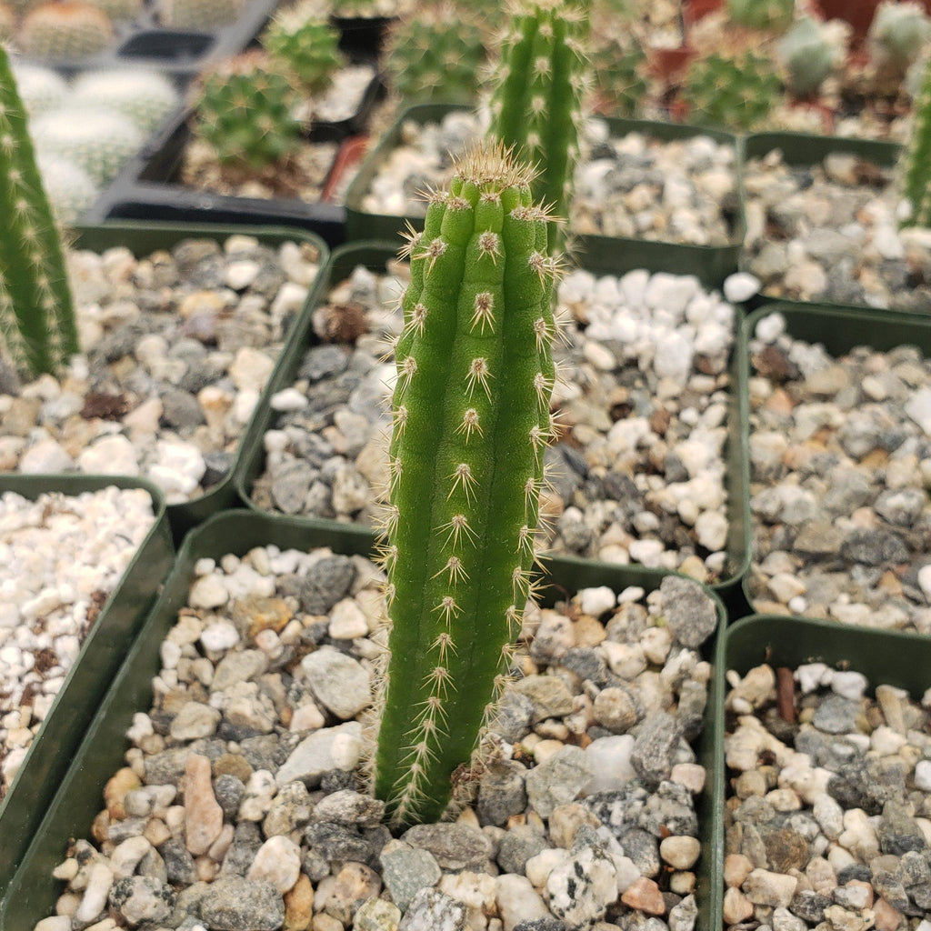 Yungasocereus inquisivensis