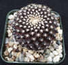 Copiapoa tenuissima