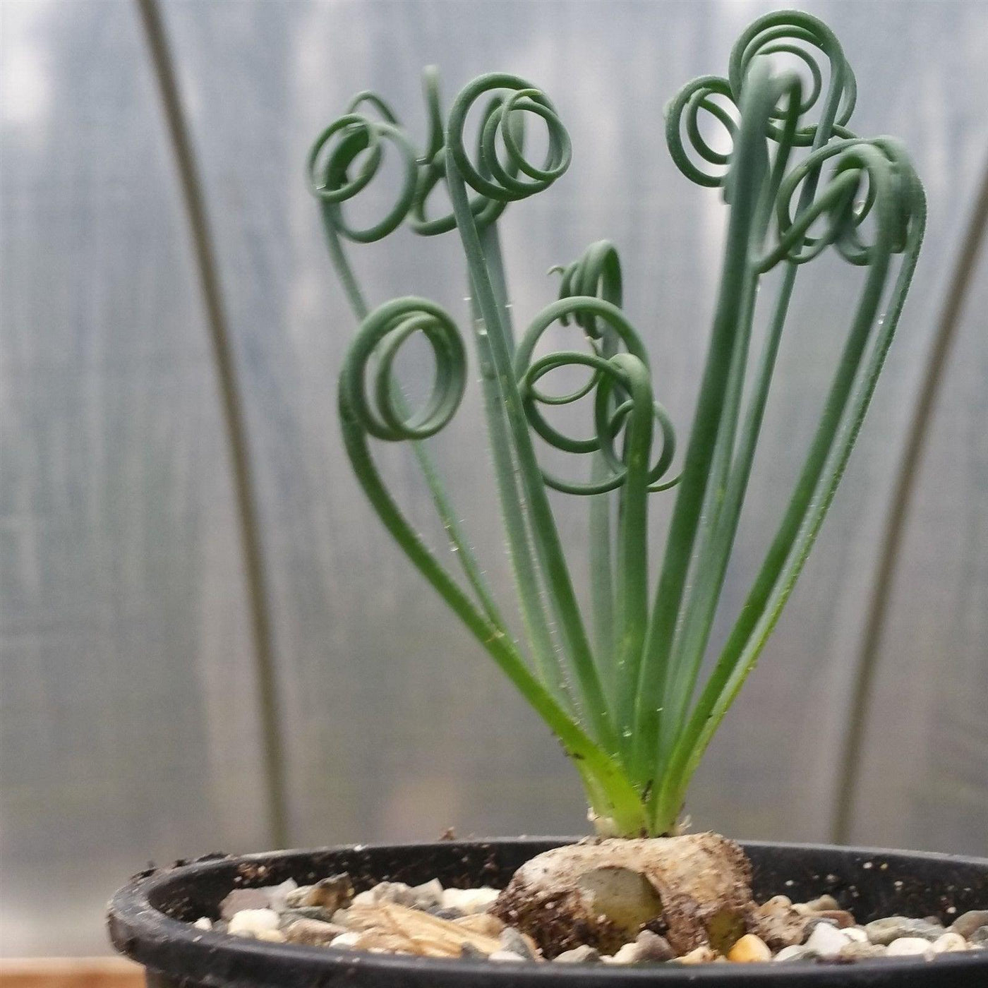 Frizzle Sizzle Plant - Albuca spiralis