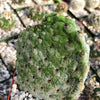 Opuntia Consolea rubescens road kill