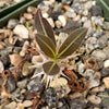 Pachypodium horombense