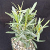 Adenium somalense