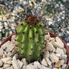 Organ Pipe Cactus ‘Stenocereus thurberi’