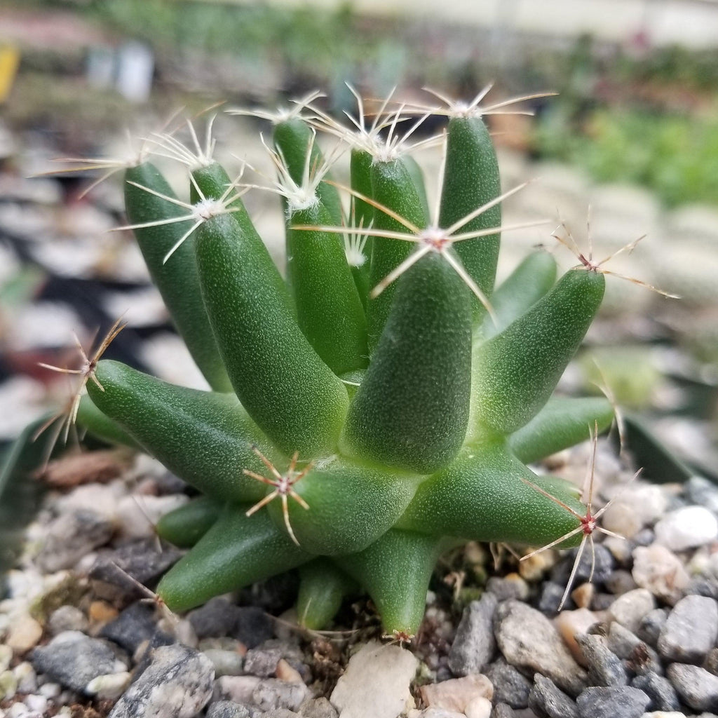 Mammillaria uberiformis