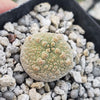 Pseudolithos harardheranus