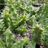 Huernia Nova Mccoy