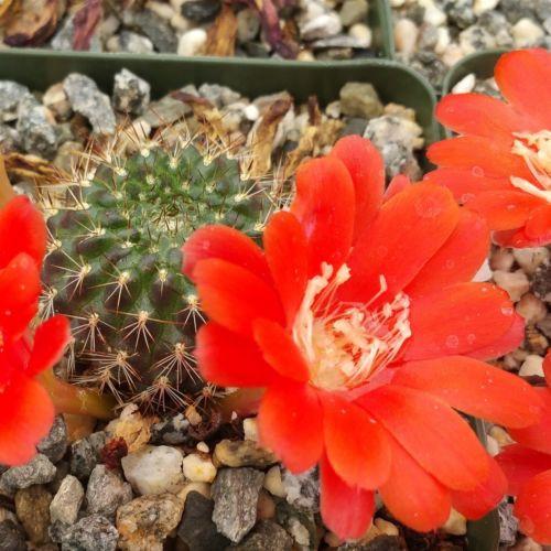 Rebutia kupperiana