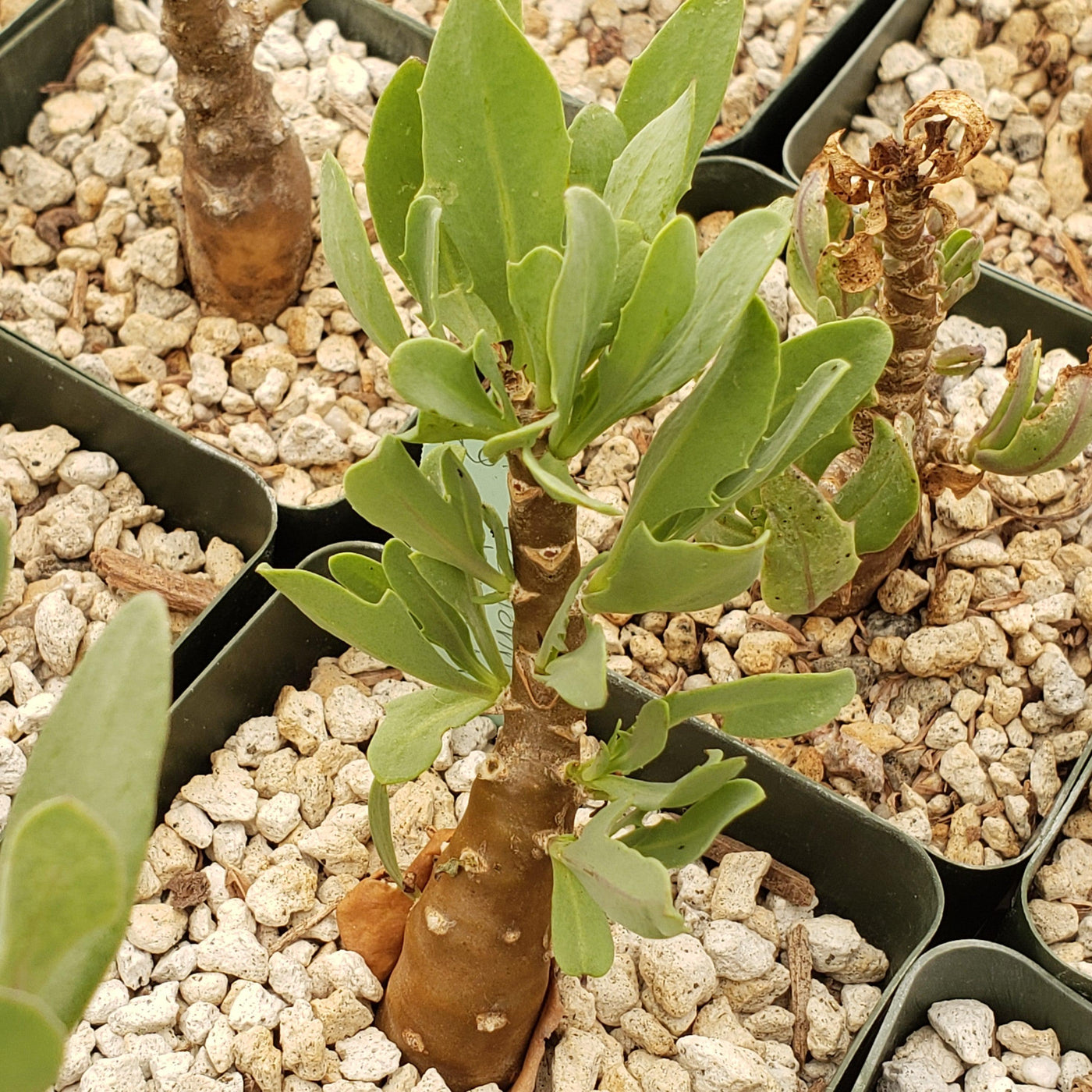 Othonna lobata hybrid