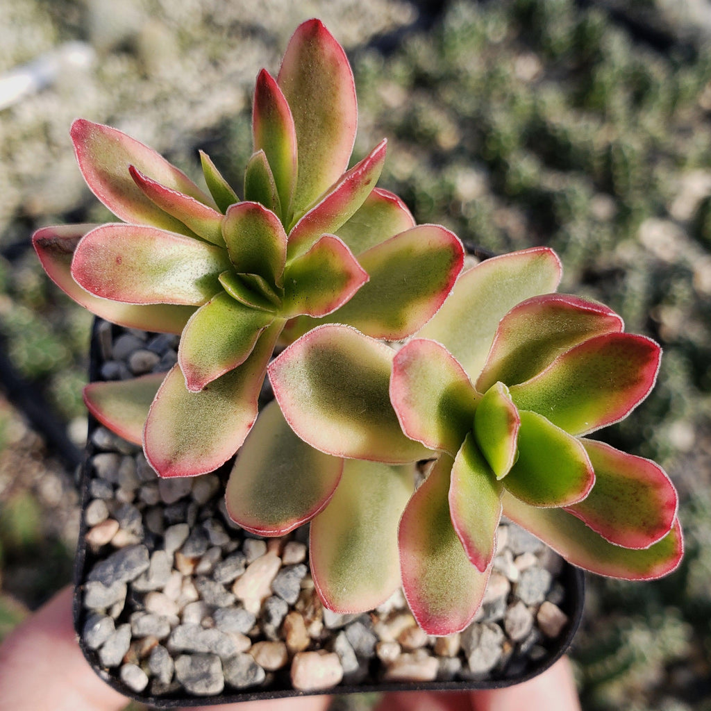 Crassula daydream