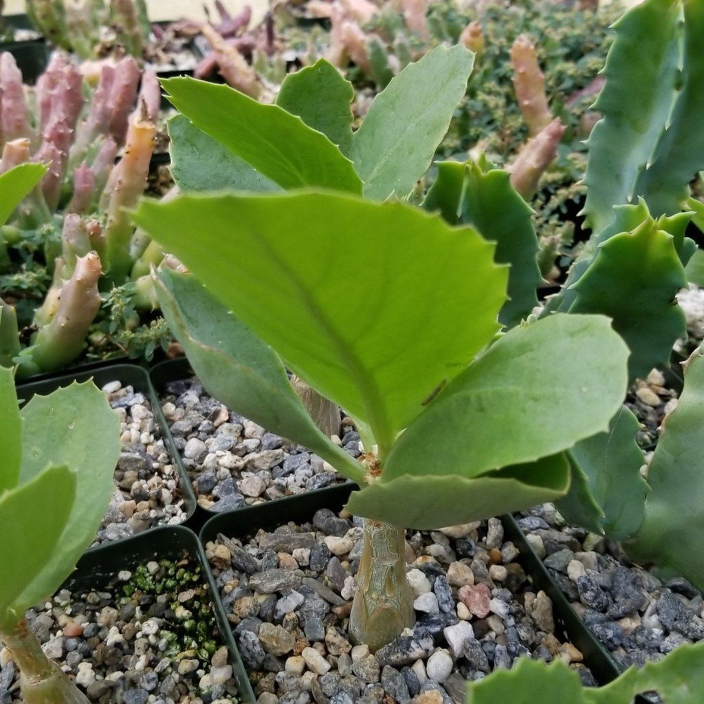 Cyphostemma cirrhosum