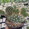 Opuntia parryi serpentina cristata