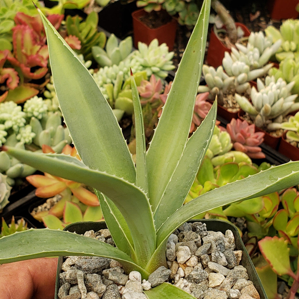Agave angustifolia