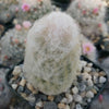 Peruvian Old Lady Cactus - Espostoa melanostele