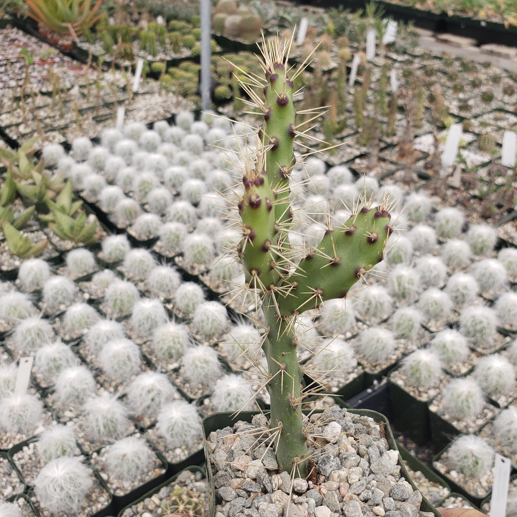 Opuntia consolea falcata cutting