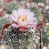 Gymnocalycium ritterianum