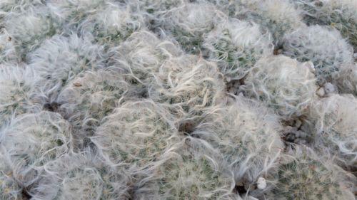 Mammillaria bocasana v. multilanata