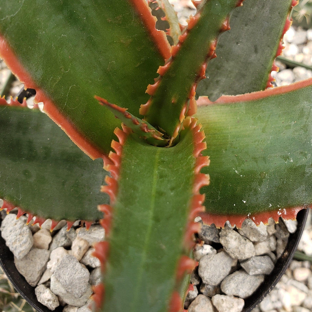 Aloe swordfish