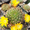 Sulcorebutia muschii