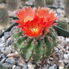 Parodia oculta