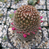 Mammillaria matudae